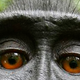 Illustration for article titled Who Owns Copyright On A Selfie Taken By A Monkey?